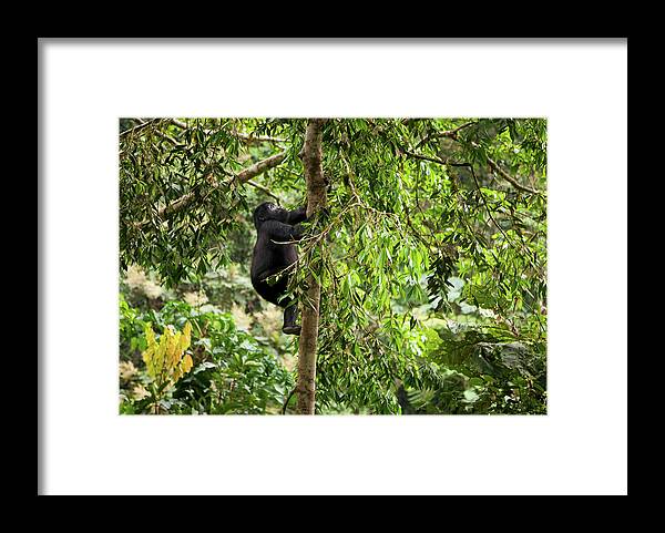 Vertebrate Framed Print featuring the photograph Mountain Gorilla Juvenile, Volcanoes by Mint Images - Art Wolfe