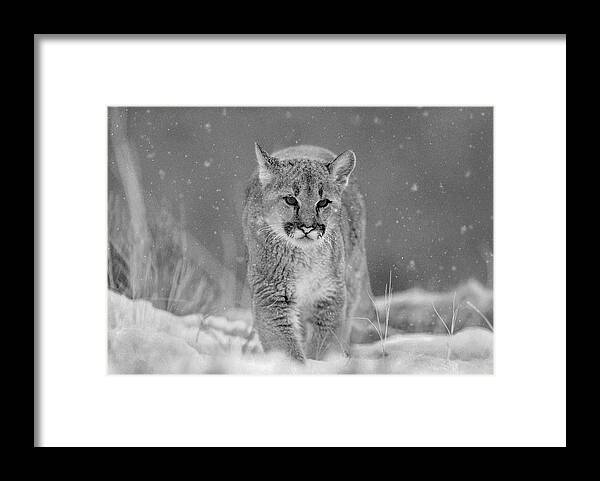 Disk1215 Framed Print featuring the photograph Mountain Lion Cub In Snow by Tim Fitzharris