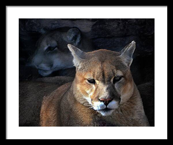 Animals Framed Print featuring the photograph Mountain Lion in South Dakota United States of America by Gerlinde Keating