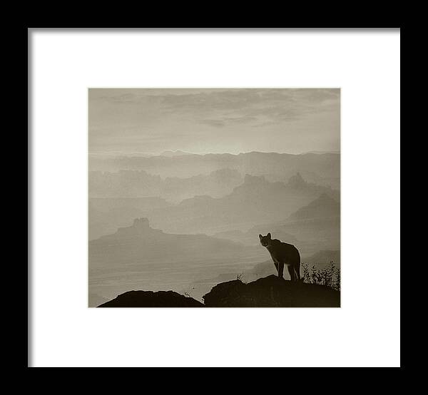 Disk1215 Framed Print featuring the photograph Mountain Lion Overlooks Its Territory by Tim Fitzharris