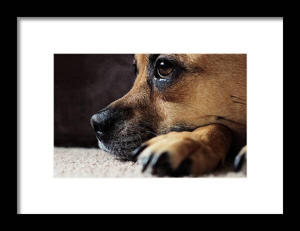 Animal Framed Print featuring the photograph Moxee by Anamar Pictures