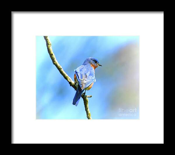 Bluebird Framed Print featuring the photograph Mr Bluebird - Male Bluebird Art by Kerri Farley