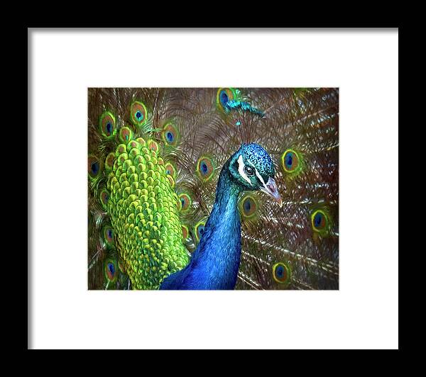 Peacock Framed Print featuring the painting Mr. Peacock Struts His Stuff by Jeanette Mahoney