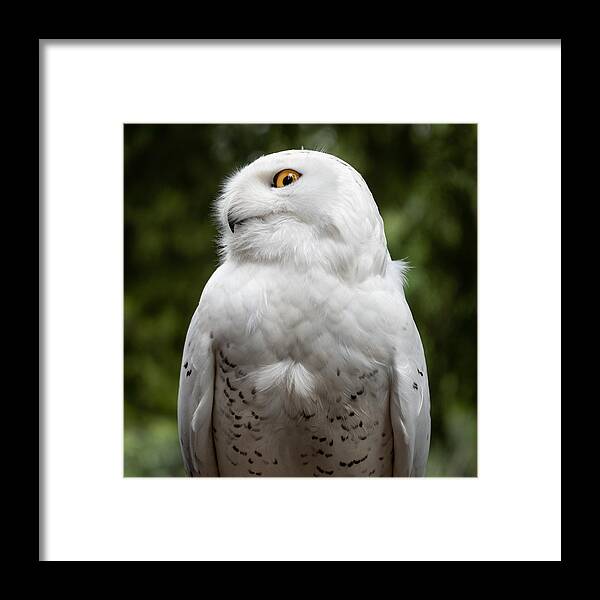 Snowy Owl Framed Print featuring the photograph Mr. Snowy by Ed Esposito