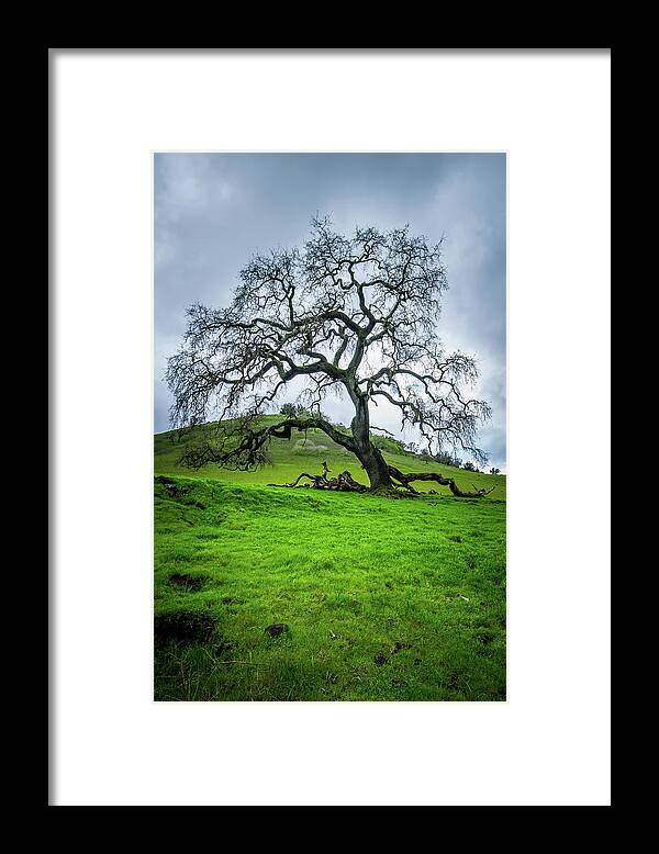 Adventure Framed Print featuring the photograph Mt Diablo Oak Tree by Scott McGuire