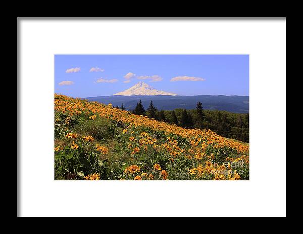 Oak Tree Framed Print featuring the photograph Mt. Hood, Rowena Crest by Jeanette French