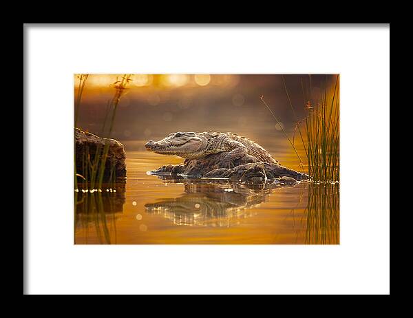 Wildlife Framed Print featuring the photograph Mugger Crocodile by Milan Zygmunt