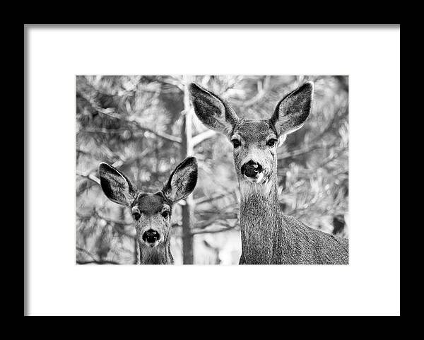 Mule Deer Big Ears Framed Print featuring the photograph Mule Deer #2 by Neil Pankler