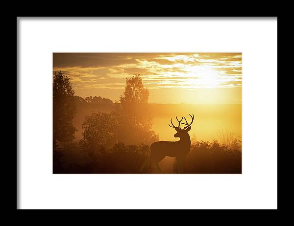 Sunrise Framed Print featuring the photograph Mule Deer in the Sunrise by Phil And Karen Rispin