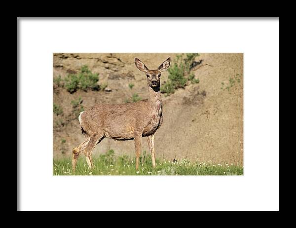 Mule Deer Of The Badlands 02 Framed Print featuring the photograph Mule Deer Of The Badlands 02 by Gordon Semmens