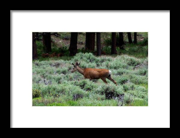 Mule Framed Print featuring the photograph Mule deer walking through field by Dan Friend