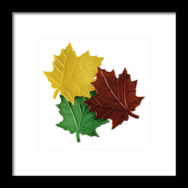 Autumn Framed Print featuring the drawing Multicolored Maple Leaves by CSA Images