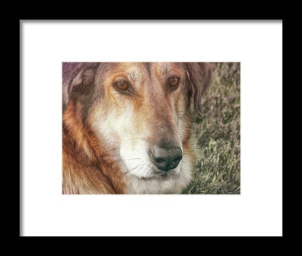 Dog Framed Print featuring the photograph Murphy by JAMART Photography