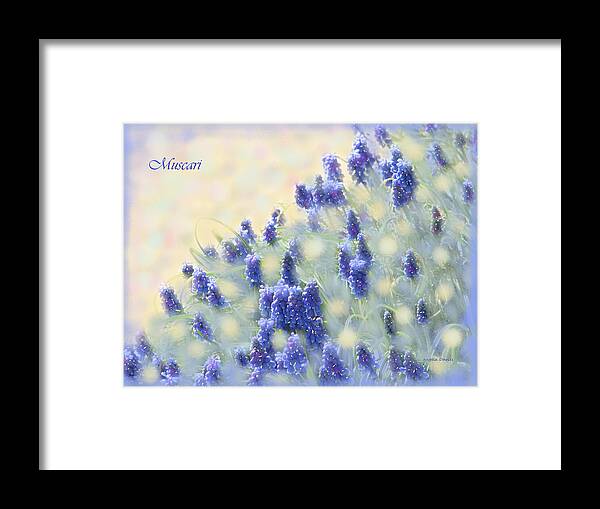 Muscari Framed Print featuring the photograph Muscari Morning by Angela Davies