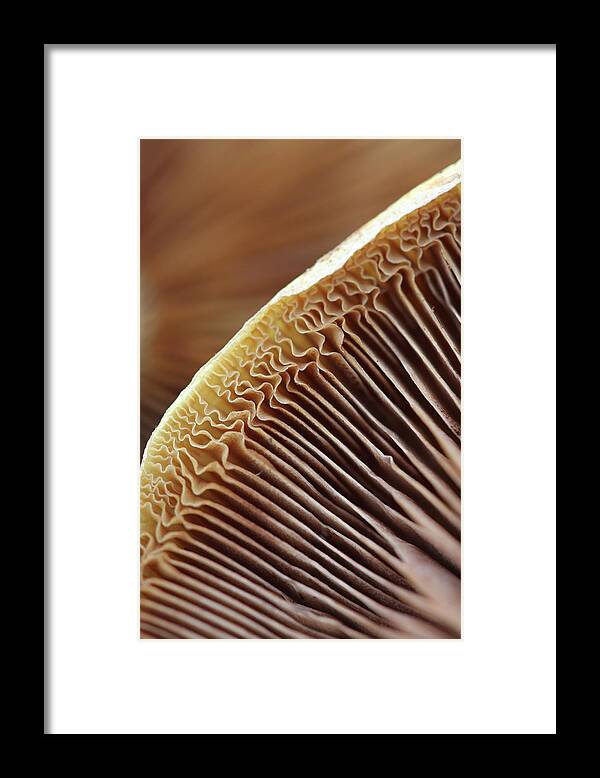 Mushroom Framed Print featuring the photograph Mushrooms by Angela Bax