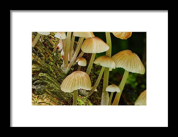 Macro Photography Framed Print featuring the photograph Mushrooms by Meta Gatschenberger