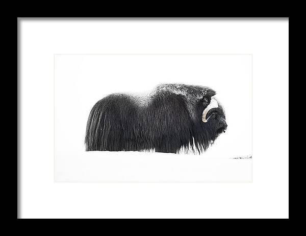 Muskox Framed Print featuring the photograph Muskox by Roberto Marchegiani