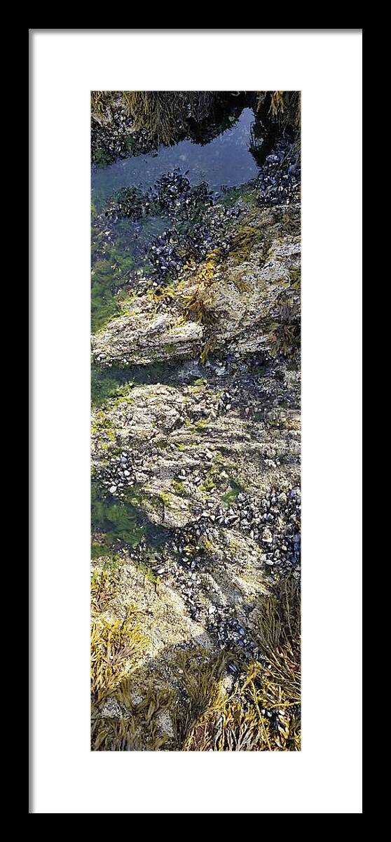 Uther Framed Print featuring the photograph Mussel Shoal by Uther Pendraggin