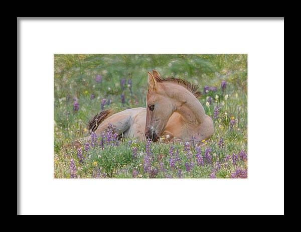 Wild Mustangs Framed Print featuring the photograph Wild Mustang Foal in the Wildflowers by Marcy Wielfaert