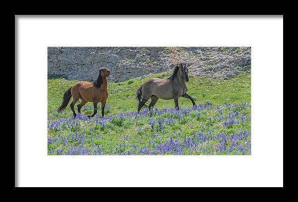 Wild Horses Framed Print featuring the photograph Mustang Run by Marcy Wielfaert