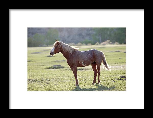 Mustangs Of The Badlands 17 Framed Print featuring the photograph Mustangs Of The Badlands 17 by Gordon Semmens