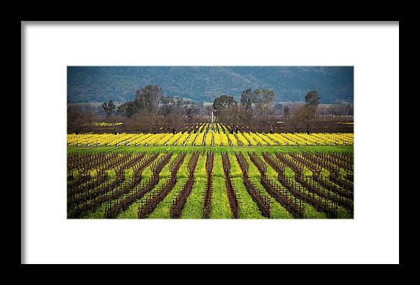 Tranquility Framed Print featuring the photograph Mustard Bloom At Napa by By Sathish Jothikumar
