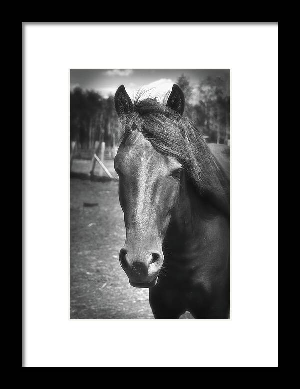 Horses Framed Print featuring the photograph My friend by Daniel Martin