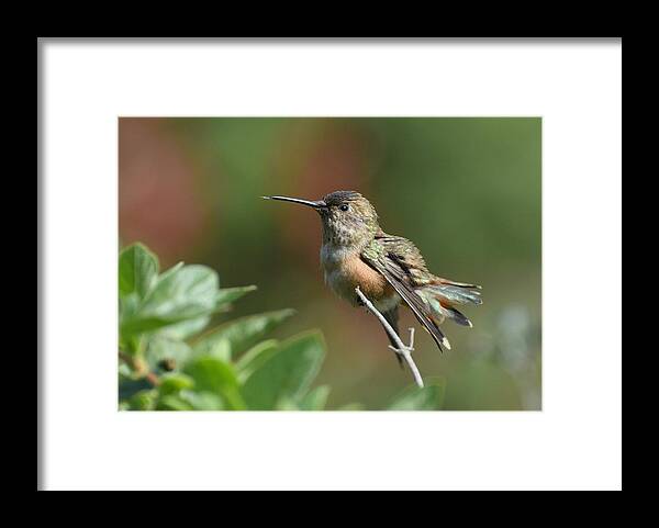 Allens Hummingbird Framed Print featuring the photograph My Perch 3 by Fraida Gutovich