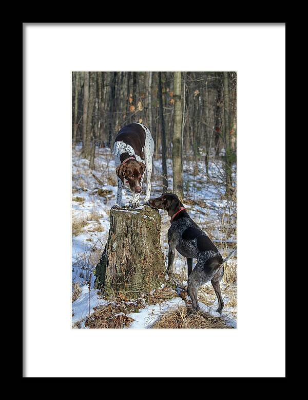 German Shorthaired Pointers Framed Print featuring the photograph My Stump by Brook Burling