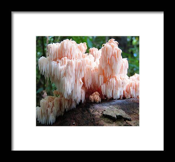 Elegant Engineering Framed Print featuring the photograph Myco Grotto by Joshua Bales