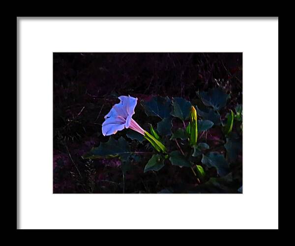 Arizona Framed Print featuring the photograph Mysterious Moonflower by Judy Kennedy