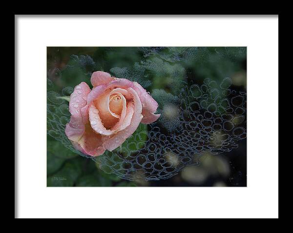 Floral Framed Print featuring the photograph Mystical Rose by Pat Watson