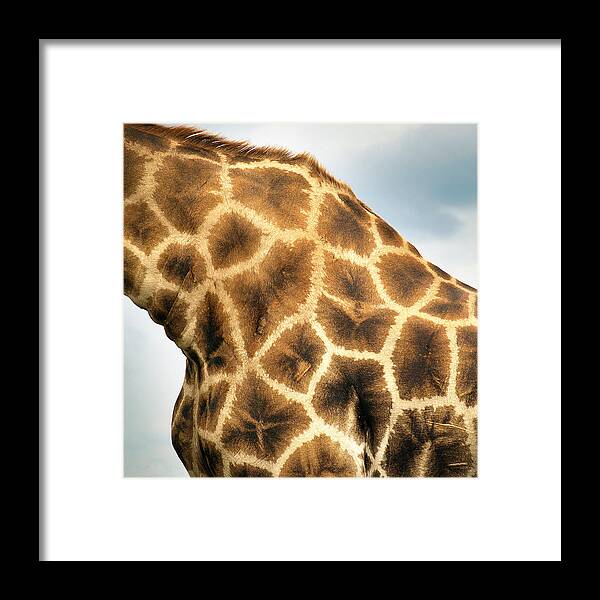 Animal Themes Framed Print featuring the photograph Namibia - Giraffe In Etosha Park by Ibon Cano Sanz
