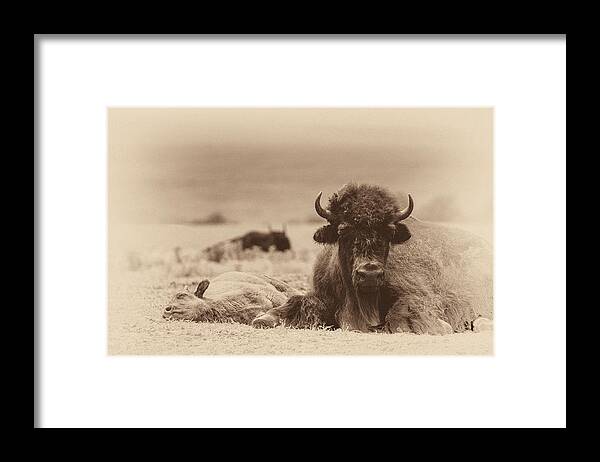 Bison Framed Print featuring the photograph Nap Time Sepia by James Barber