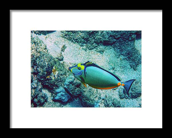 Tang Fish Framed Print featuring the photograph Naso Tang Cleaning by Anthony Jones