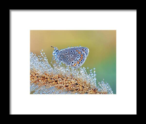 Insect Framed Print featuring the photograph Nature's Beauty Without Special Effects by Thierry Dufour