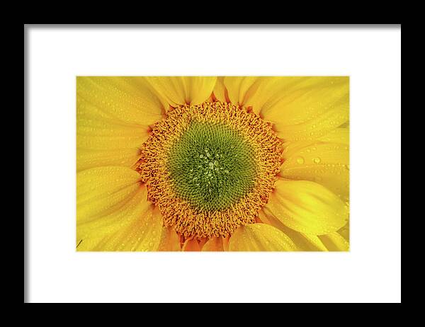 Flower Art Framed Print featuring the photograph Nature's Sunshine by Az Jackson