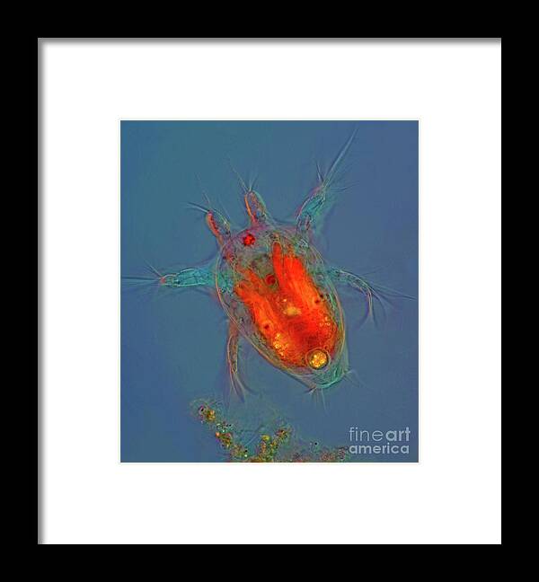 Nauplius Framed Print featuring the photograph Nauplius Copepod Larval Stage by Marek Mis/science Photo Library
