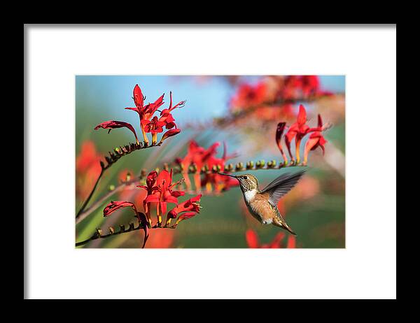 Animals Framed Print featuring the photograph Nectar Powered by Robert Potts