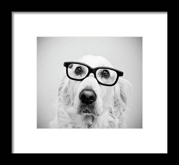 Pets Framed Print featuring the photograph Nerd Dog by Thomas Hole