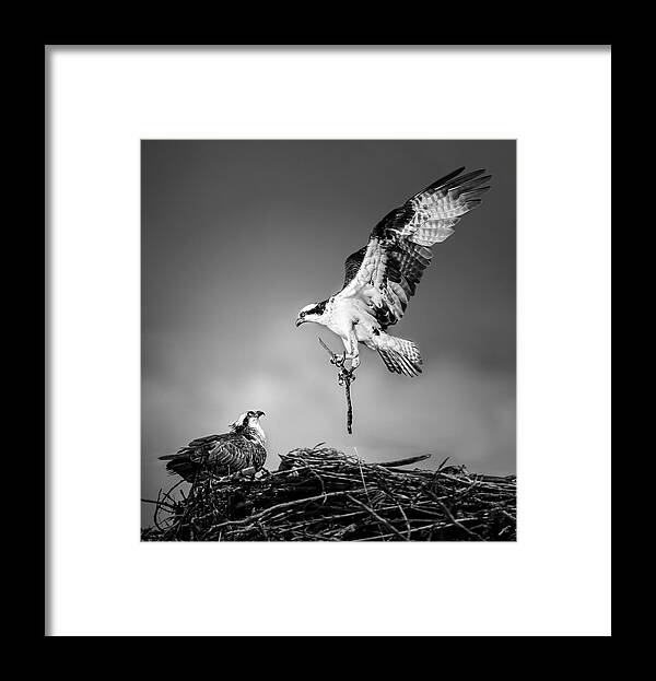  Framed Print featuring the photograph Nesting by Ada Wang