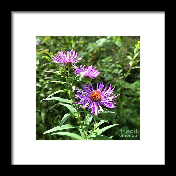 New England Aster Framed Print featuring the photograph New England Aster 4 by Amy E Fraser