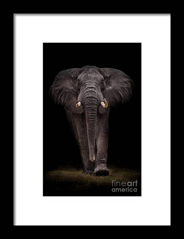 Giant Framed Print featuring the photograph Ngorongoro Bull by Mario Moreno / 500px