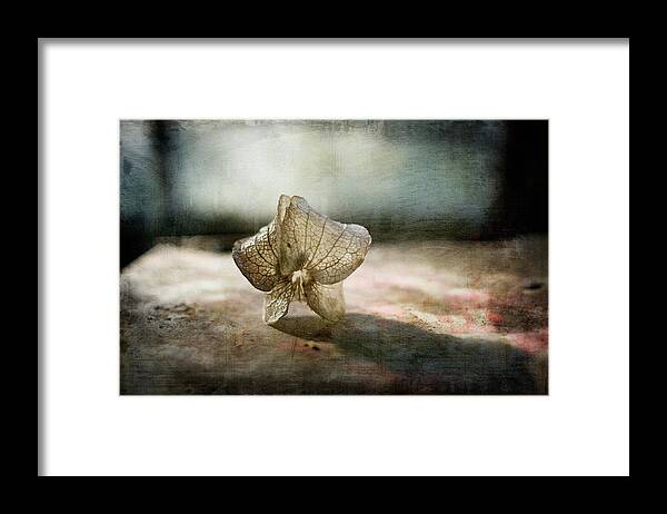 Fragility Framed Print featuring the photograph Nicandra Seed by Jill Ferry