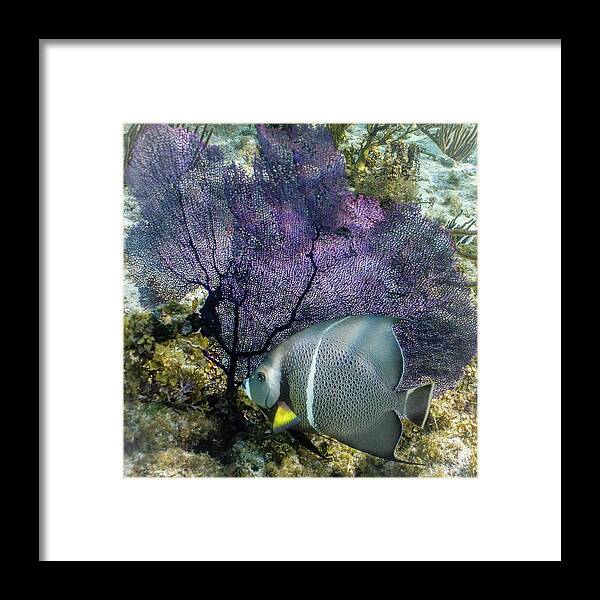 Ocean Framed Print featuring the photograph No Gray Skies Here by Lynne Browne