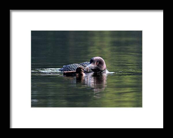 Common Loon Framed Print featuring the photograph No Thanks by Sandra Huston