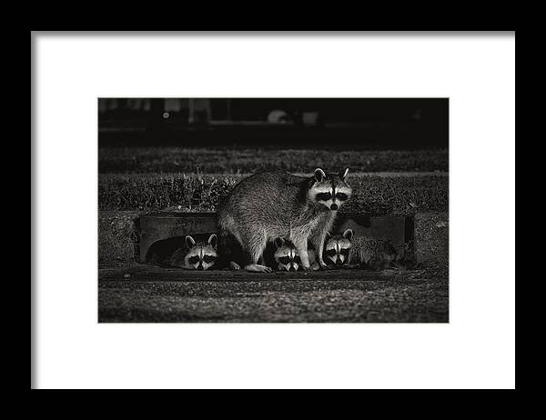 Raccoon Framed Print featuring the photograph Nocturnal Family by Anthony Benussi