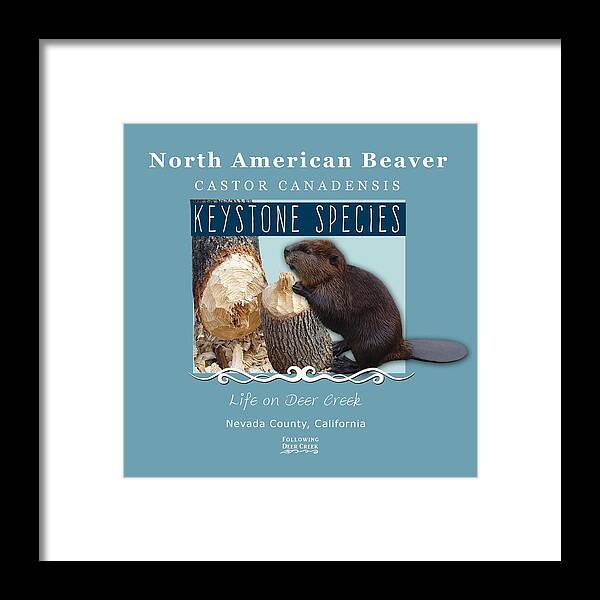Castor Canadensis Framed Print featuring the digital art North American Beaver by Lisa Redfern