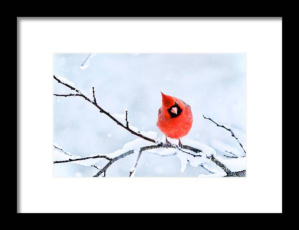 Cardinalis Cardinalis Framed Print featuring the photograph Northern Cardinal in Winter 1 by Rachel Morrison