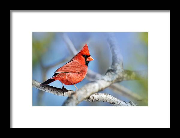 Cardinal Framed Print featuring the photograph Northern Cardinal Scarlet Blaze by Christina Rollo